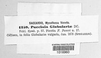 Puccinia globulariae image